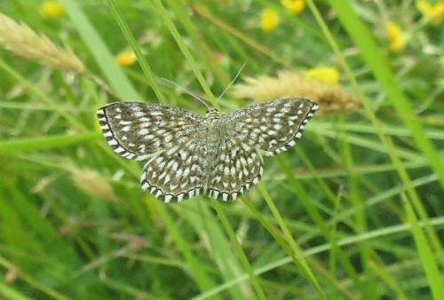 Réf. 233 871 : Scopula tessellaria